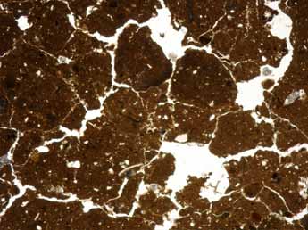 Guadasespe-1, Micromorfología