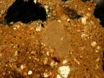 Guadasespe-1, Micromorfología