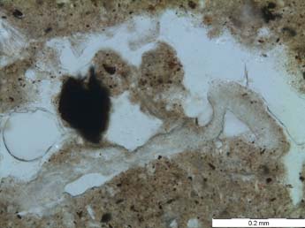 Loma de Bailo, Micromorfología